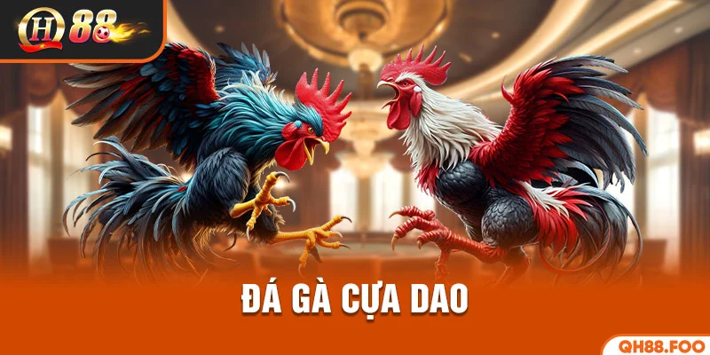 Đá gà cựa dao QH88