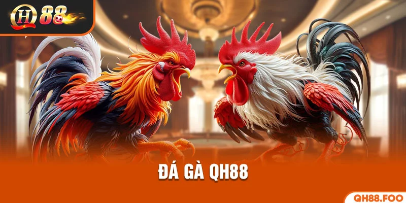 Đá gà QH88
