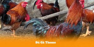 Đá Gà Thomo – Cách Chọn Gà Chiến Tăng Tỷ Lệ Thắng