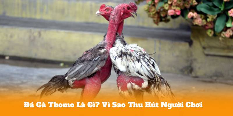 Đá Gà Thomo – Cách Chọn Gà Chiến Tăng Tỷ Lệ Thắng 2 Đá Gà Thomo Là Gì? Vì Sao Thu Hút Người Chơi