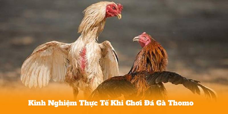 Đá Gà Thomo – Cách Chọn Gà Chiến Tăng Tỷ Lệ Thắng 3 Kinh Nghiệm Thực Tế Khi Chơi Đá Gà Thomo
